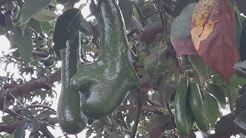 Ghép Bơ 034 Lúc Nào Là Tốt Nhất @TÒNG VĨ TV