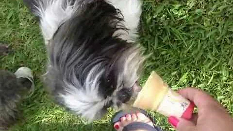 Domino eating ice cream