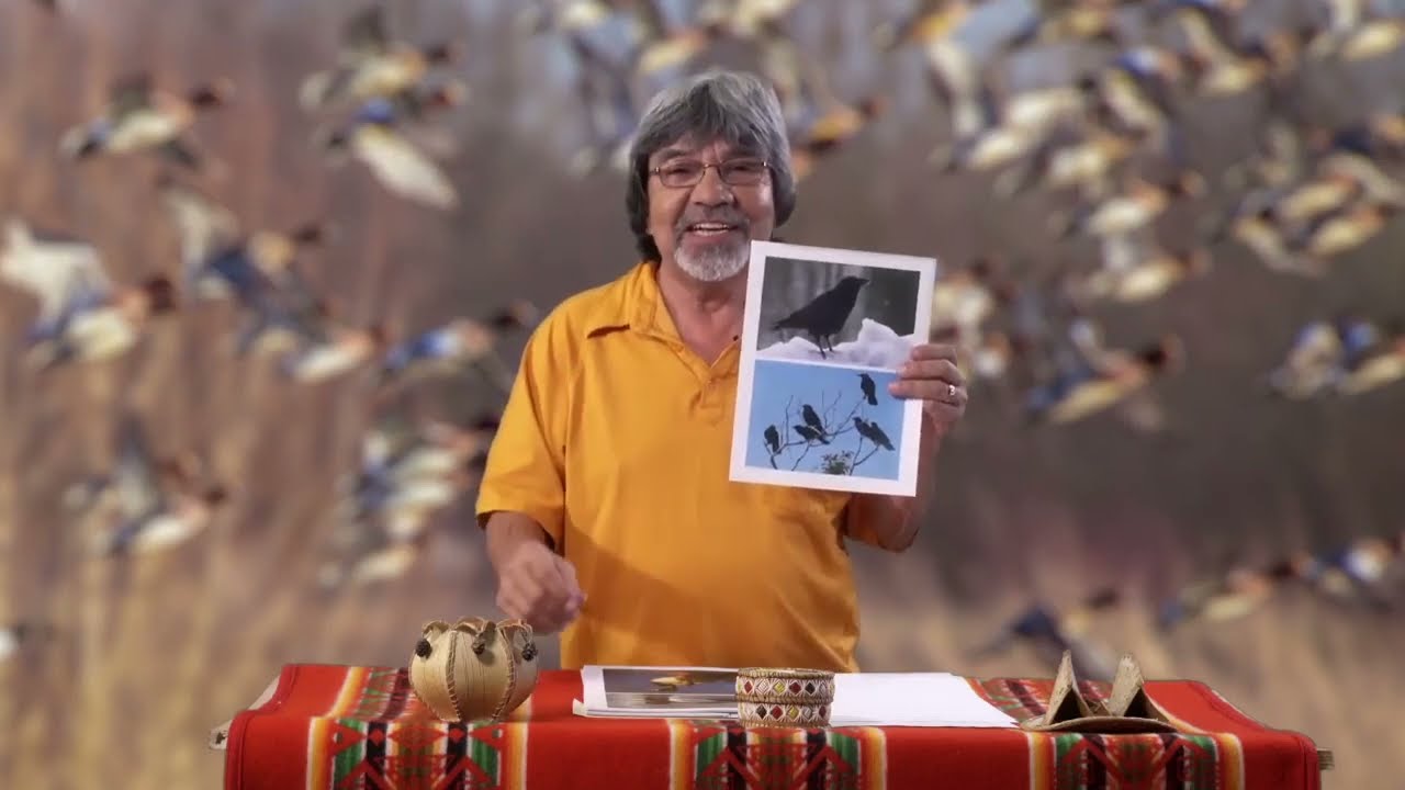 Wild Birds - Singular, Plural