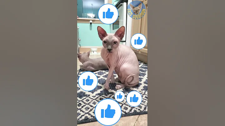 Video 322361: sphynx cat, lazy sphynx