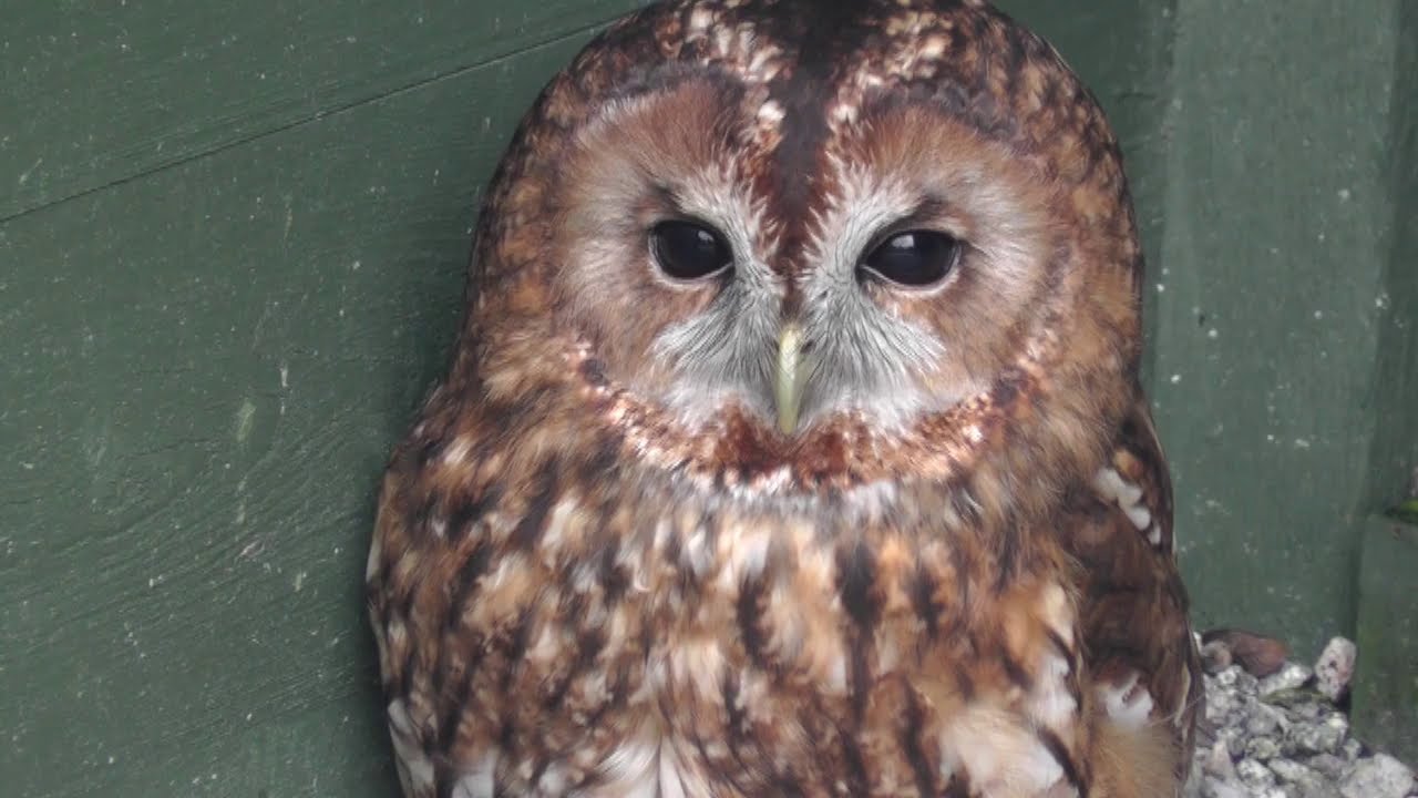 Tawny Owl at Screech Owl Sanctuary 
