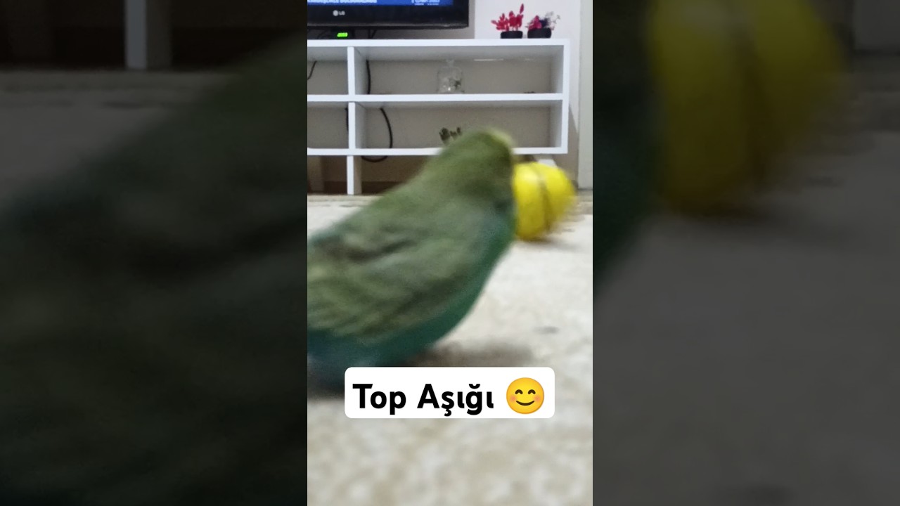 Top Aşığı 😊 #muhabbetkuşu #birds #muhabbetkuslari #muhabbetkuşufıstık #kuslar #parrot #budgey #love