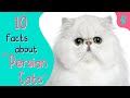 Top 10 des faits sur les chats persans  faits sur les flins  fourrure