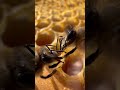 Honigbienen (Apis mellifera) tauschen Futter (Trophylaxie) auf einer Bienenwabe