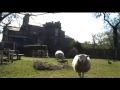 Sheep chase FUNNY