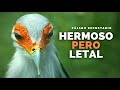 PÁJARO SECRETARIO: Reinas Asesinas