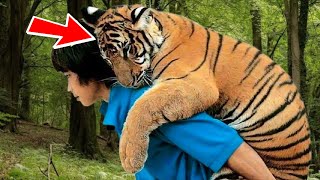 Умирающий тигр умолял помочь ему, а затем произошло что-то шокирующее!