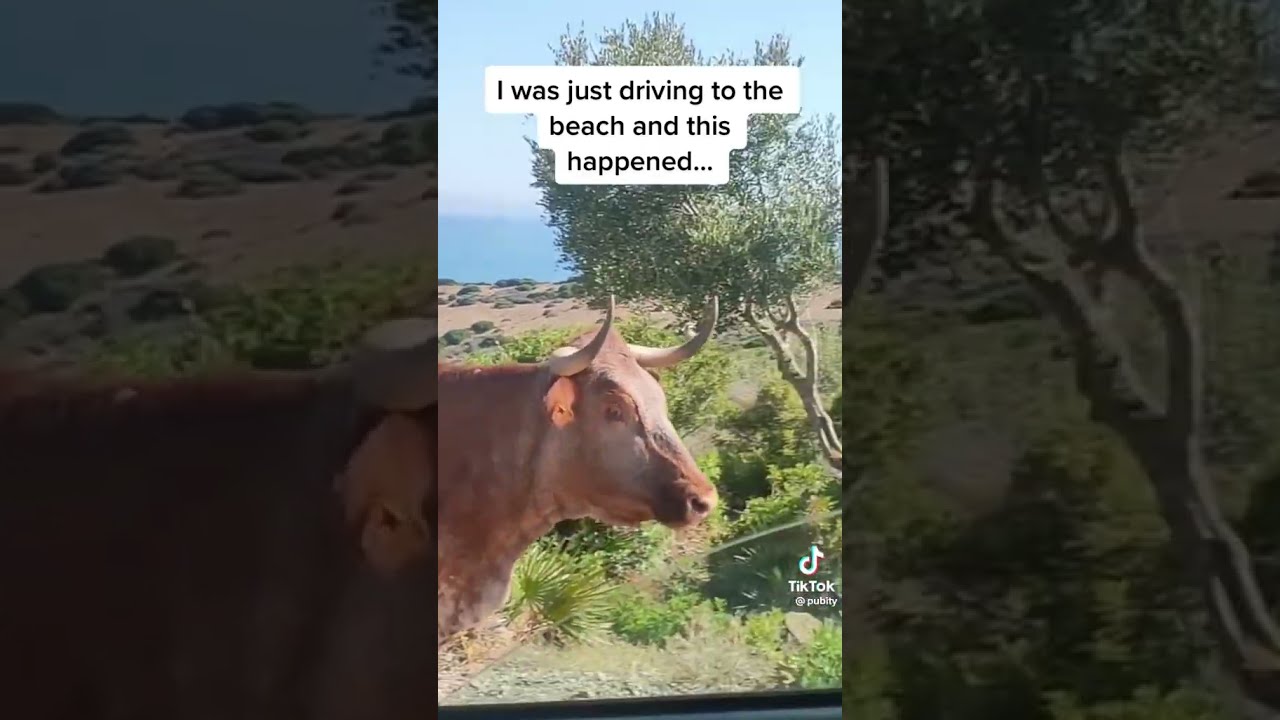 Cow Giving Directions To People
