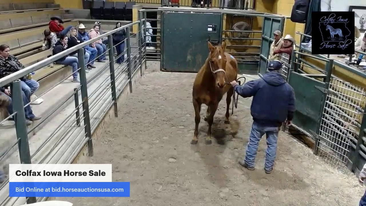 Colfax Iowa Horse Sale