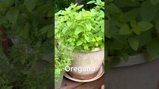 My herbs are growing too! #mybackyardgarden #vegetablegarden #homegrown #gardening