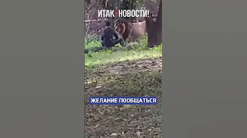Пьяный мужчина решил о чём-то поговорить со львом! | Итак, новости!