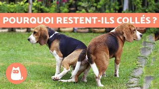 Pourquoi les chiens restent collés après l'accouplement ?