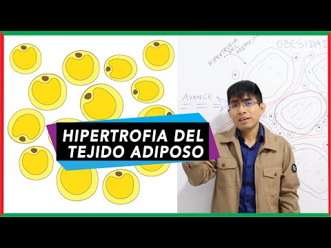 Video: ¿Por qué es importante un adipocito o lipocitos en el organismo?