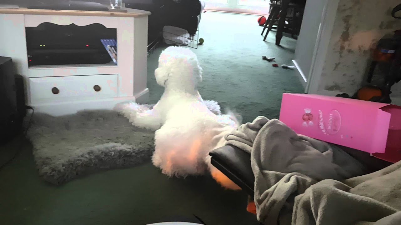 meow mix Cat terrorises Dog