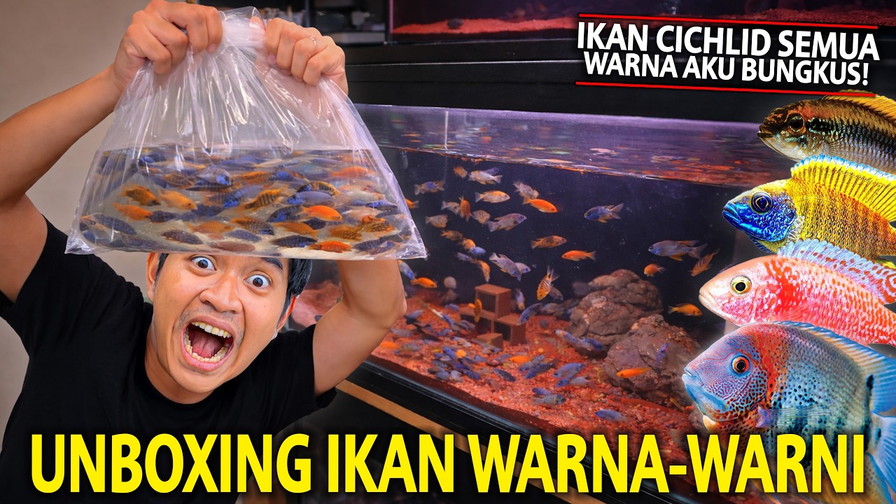 UNBOXING IKAN WARNA-WARNI BUAT DI STUDIO AKU! SEMUA WARNA IKAN CICHLID AKU BUNGKUS!
