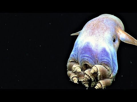 Bizarre Creatures Discovered In The Mariana Trench Bizarre Creatures Discovered In The Mariana Trench