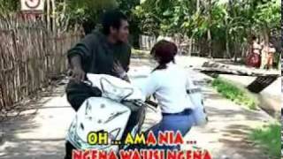 Arif pele-Ecy waraci-(Aina tola)