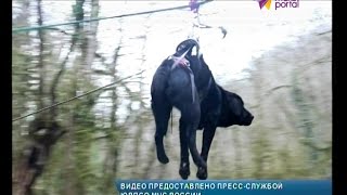 Поисковые собаки Сочи освоили альпинистское снаряжение Поисковые собаки Сочи освоили альпинистское снаряжение