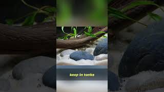 10 Gallon Tank: Best Fish & Aquascaping Options!