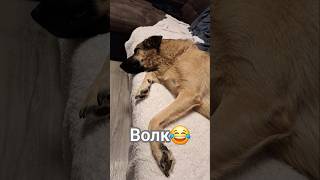 Домашний волк😂 #собака #волк #животные