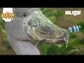 제 아무리 공룡의 후예라도 먹을 거 앞에서는 나랑 같은 민족 ㅣ MUKBANG Of A Living Dinasour Descendant Shoebill Over 6.5 Feet