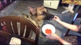 Walcott the german shepherd dog is waiting for grandma to peel papaya.