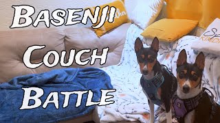 Basenjis Playing On The Couch by Basenji Adventures 505 views 3 months ago 3 minutes, 3 seconds