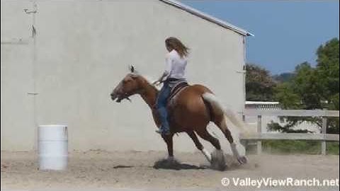 Fear Ty Tari - Champ   ***For info, price, etc., go to our website*** Valley View Ranch