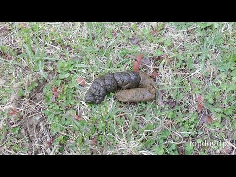 Video: Scoop On Poop: How To Dispose Of Dog Poop