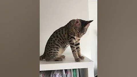 Watch the video about F4 SBT Savannah girl Louise