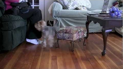 Shaping behavior with clicker training (operant conditioning) Three Games