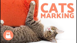 How Do CATS MARK Their TERRITORY? 🐱🐾 (Stop Inappropriate Marking At HOME ✅)
