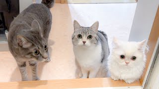 When Cats Can’t Wait for the Litter Box Clean-Up by サウナ猫しきじ 10,559 views 3 months ago 8 minutes, 31 seconds