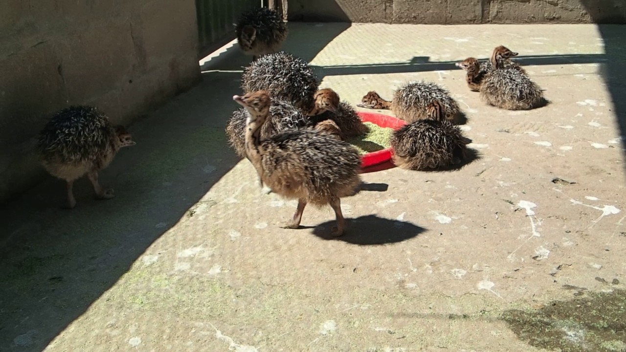 Super Cute Baby Ostrich Youtube Super Cute Baby Ostrich Youtube