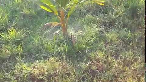 Kênh video thiết bị - công nghệ tưới tự động