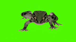 Frog Walking Video Green Screen Nocoppyright Free To Use