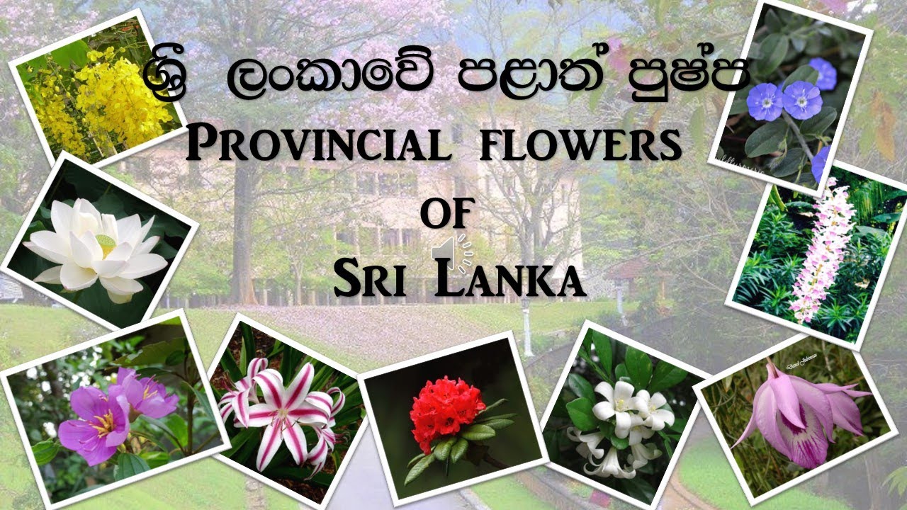 Provincial Flowers Of Sri Lanka You