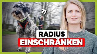 Radiustraining: So bleibt dein Hund in deiner Nähe
