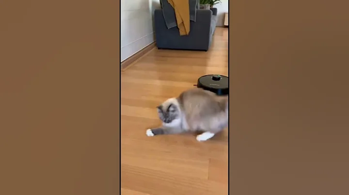 Video 11898961: fluffy munchkin cat, mix, pets