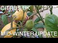 Citrus Winter Care UK