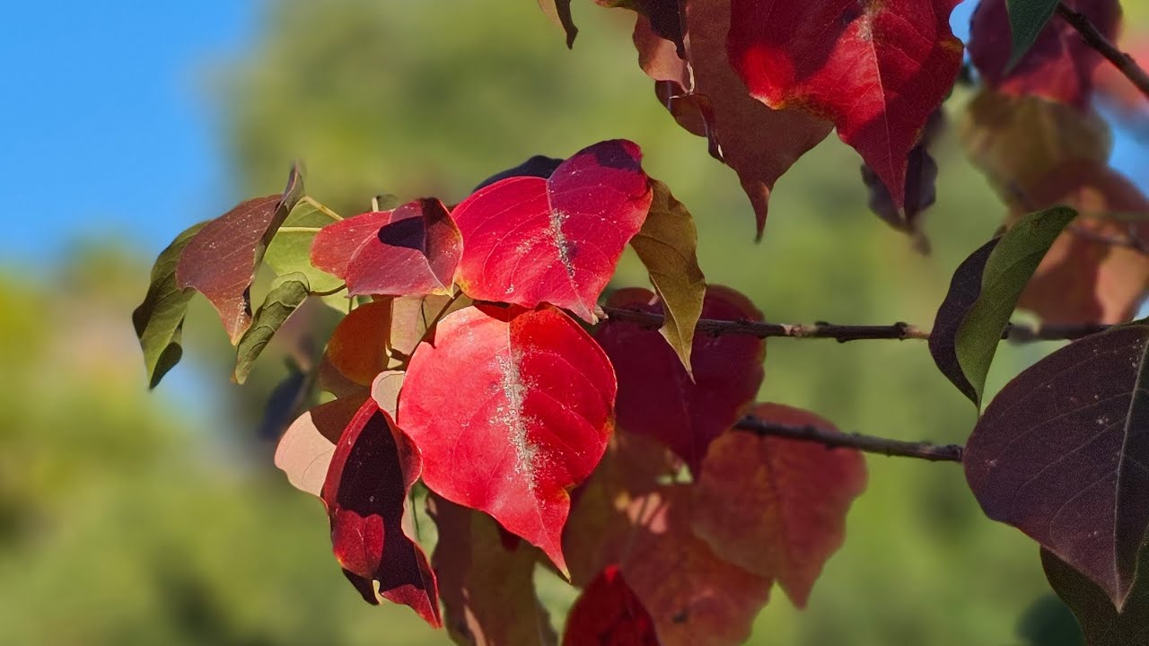 Кармиэль. Холодное утро 17.12.25. Прогулка по старым районам города
