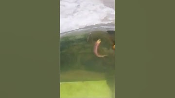 zebra fish starting eating food  #fish #aquarium