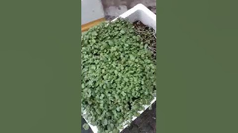 Trồng rau mầm bằng trùn quế