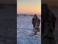 Amazing Migrations Nenet Reindeer Herders Nomadic People Arctic Shorts Nomads 
