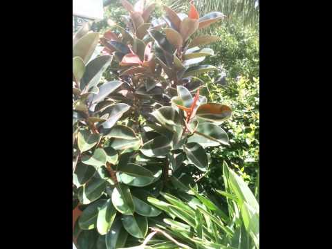 Video: Weigela 