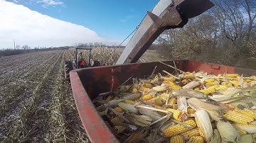 New Idea 323 Picking Corn