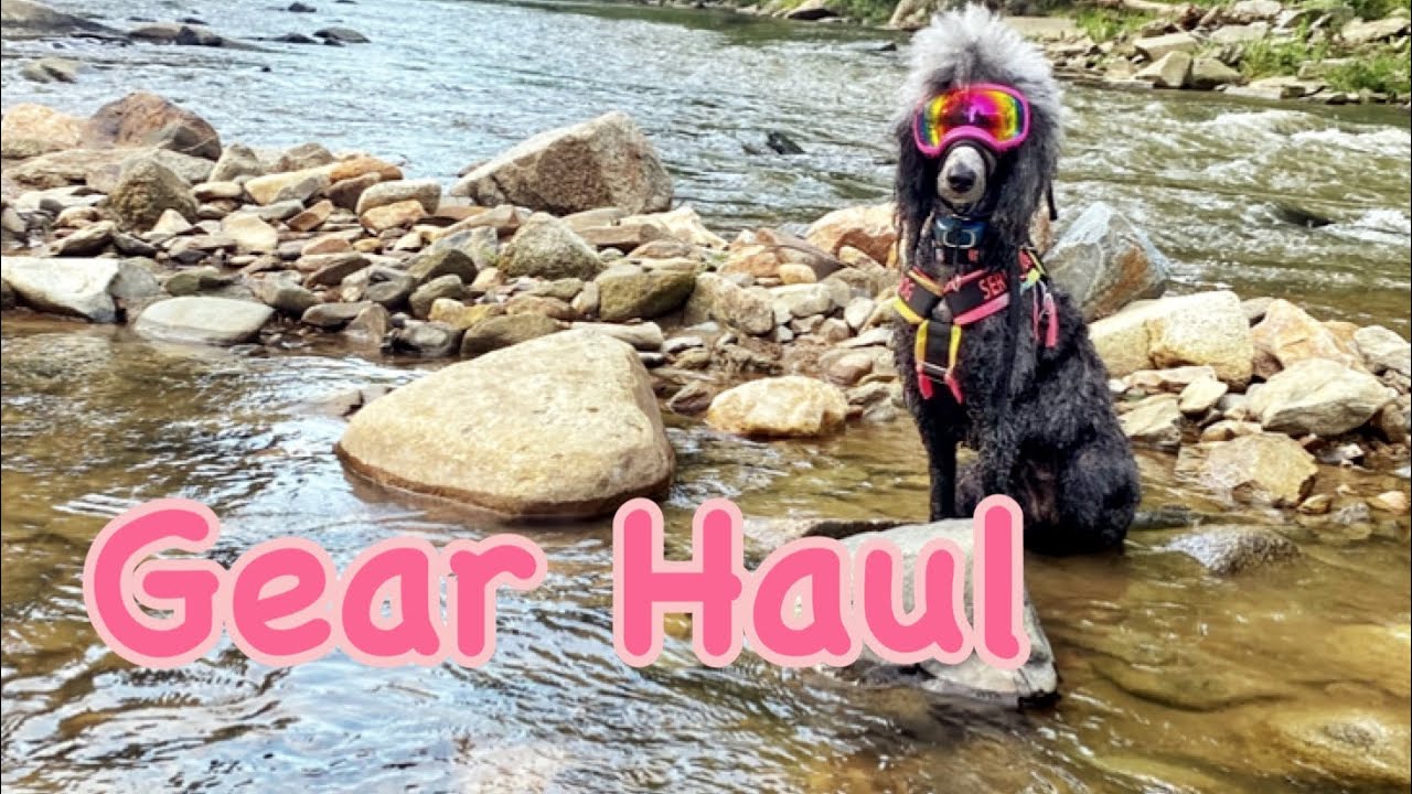 Service dog gear haul Service dog Clio YouTube