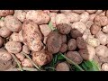 FOC MEDIA FT SUNO AI VIAZI VYA NJOMBE OFFFICIAL AUDIO MP3 FOC MEDIA FT SUNO AI VIAZI VYA NJOMBE OFFFICIAL AUDIO MP3