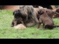 Briard puppies 5 weeks の動画、YouTube動画。