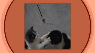 You Wanna Fight With Me Huh? - Jcats Squad First Video